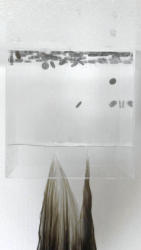 HuM-ART - "Reversal No 5",  Digi-Print auf Capa, Augmented Reality, 2019