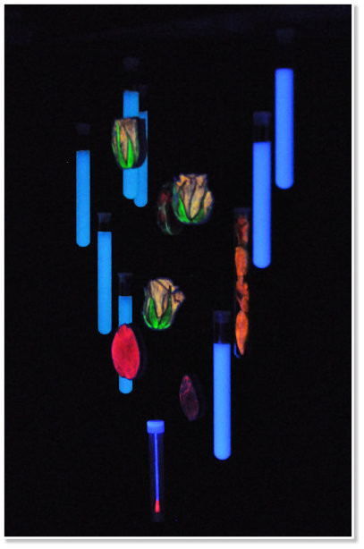 HuM-ART - "A Luciferase Of Plants", 6 Kinetische Objekte, 2015