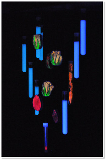 HuM-ART - "A Luciferase Of Plants", 6 Kinetische Objekte, 2015